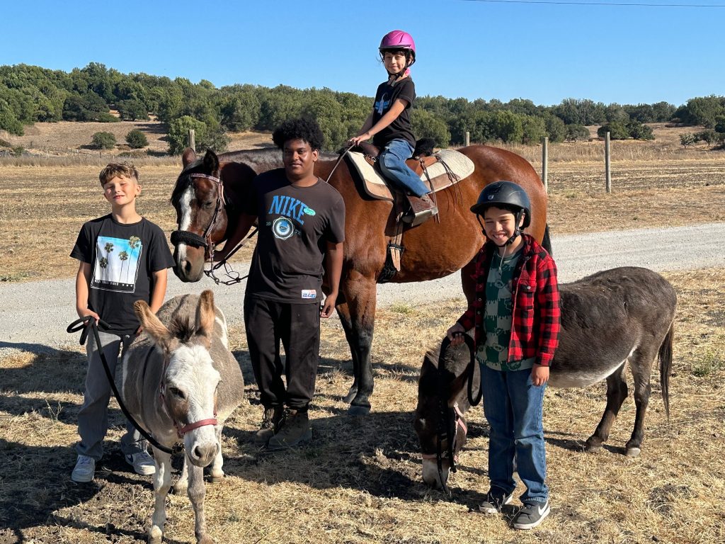 healing horse and mini donkeys